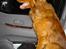 Nova scotia duck tolling retriever Fievel *Himmelhund* - Fievel nyder at han nogle gange for lov til at sidde på forsædet i bilen