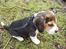 Beagle Nikolaj - Nikolaj ude at gå - ca 10 uger gammel