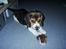 Beagle Nikolaj - Nikolaj med sit første griseøre - nam nam