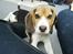Beagle Nikolaj - Ser jeg ikke sød ud?