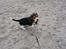 Beagle Nikolaj - Nikolajs første - men ikke sidste strandtur. Han elsker at plaske i vand om sommeren