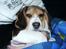 Beagle Nikolaj - En dejlig hyggestund
