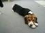 Beagle Nikolaj - Så lang er jeg!