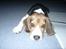 Beagle Nikolaj - Jeg er da ikke til at stå for, vel?
