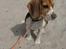 Beagle Nikolaj