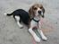 Beagle Nikolaj - Suk, bare jeg ikke skal ligge stille her hele dagen for at soltørre!