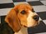 Beagle Nikolaj