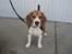 Beagle Nikolaj