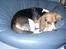 Beagle Nikolaj - Her ligger jeg bare godt. Når jeg ikke må sove i møblerne, må jeg vel lige låne sækkestolen?