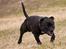 Staffordshire bull terrier R.I.P.: (Engelsk) DKCH, SUCH Taz - Billed taget af TosaFoto - laver lige snigeren, tror du nogen ser mig ???