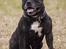 Staffordshire bull terrier R.I.P.: (Engelsk) DKCH, SUCH Taz - Billed taget af TosaFoto - så fint jeg sidder....