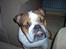 Engelsk bulldog Pumba - R.I.P - Det er da overhovedet ikke over min sengetid....