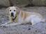 Labrador retriever dandy (lever ikke mere) - hjemme i vores baghave...