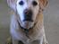 Labrador retriever dandy (lever ikke mere) - fuld profil