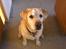 Labrador retriever dandy (lever ikke mere) - eller har du det derover ?
