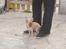 Chihuahua Nemo - En lille hund i en stor verden