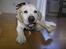 Labrador retriever dandy (lever ikke mere) - hmm...godt kødben...
