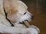 Labrador retriever dandy (lever ikke mere) - umm..lækkert ben