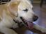 Labrador retriever dandy (lever ikke mere) - så er jeg færdig...