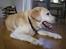 Labrador retriever dandy (lever ikke mere) - hvad skal jeg så lave nu ?