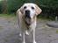 Labrador retriever dandy (lever ikke mere) - hmm...hvad skjuler hun for mig...(skummelt)
