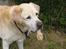 Labrador retriever dandy (lever ikke mere) - cigar...hehe