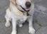 Labrador retriever dandy (lever ikke mere) - hmm..hvem er det der kommer der ?