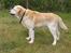 Labrador retriever dandy (lever ikke mere) - som en hund der skulle til konkurence...