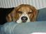 Beagle Nikolaj