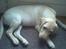Labrador retriever Nellie - Nellie 16 uger...