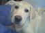 Labrador retriever Nellie - Nellie 16 uger