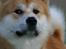 Akita inu Choco - * NYT - 