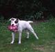 Amerikansk bulldog cleo