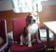 Beagle Gunhild