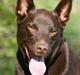 Australsk kelpie Andy (Born To Work Andy)