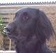 Flat coated retriever Baloo