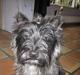 Cairn terrier Sylvester