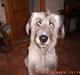 Irsk ulvehund ~Fanta~
