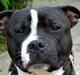 Staffordshire bull terrier roxystaff Milo