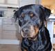 Rottweiler Nuance`s Enzo