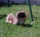 Pekingeser Mille >> Fars Trunte<<