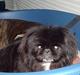 Pekingeser Lulu *DØD* R.I.P