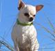 Chihuahua SHANTI
