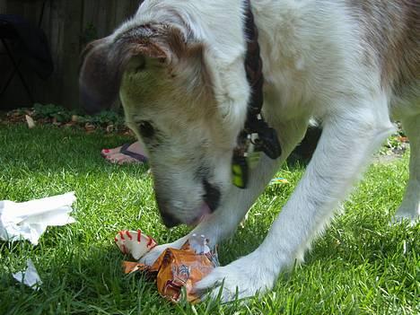 Glathåret foxterrier Hobbi  - Føzdag 2005 billede 18