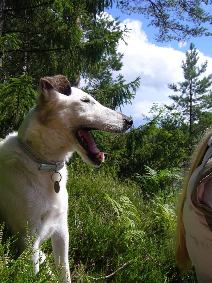 Glathåret foxterrier Hobbi  - På kanotur i Sverige  billede 19