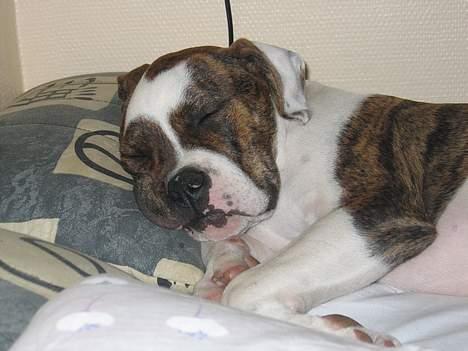 Amerikansk bulldog Cæsar - Jaa hvis mennesker skal have en hovedpude hvorfor skal hunde så ikk?  billede 6