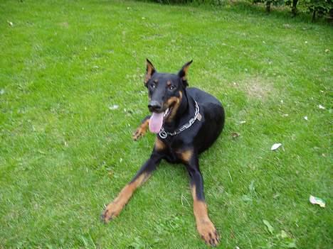 Dobermann sultan billede 4