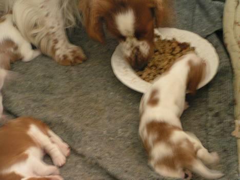 Welsh springer spaniel Chili  25 / 12 - Chili i et stille øjeblik m. hvalp 9 dage gammel billede 15