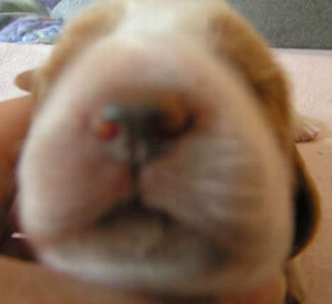 Welsh springer spaniel Chili  25 / 12 - Frk. næsvis  :-) billede 16