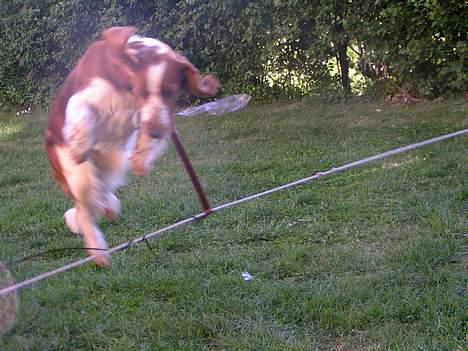 Welsh springer spaniel Chili  25 / 12 - UUUPS en snor i flyvefart billede 17